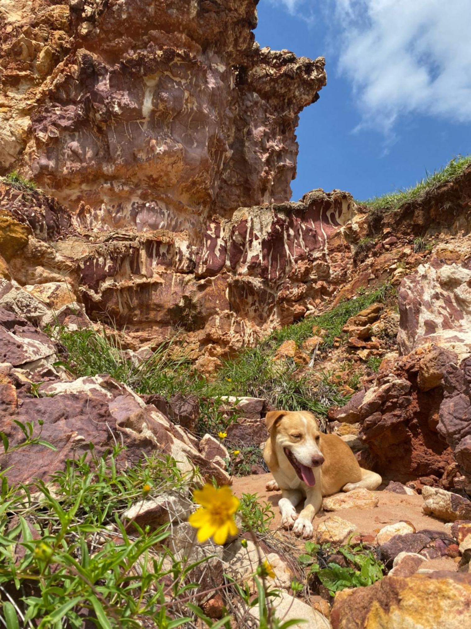 Icapuí Alohaホステル エクステリア 写真